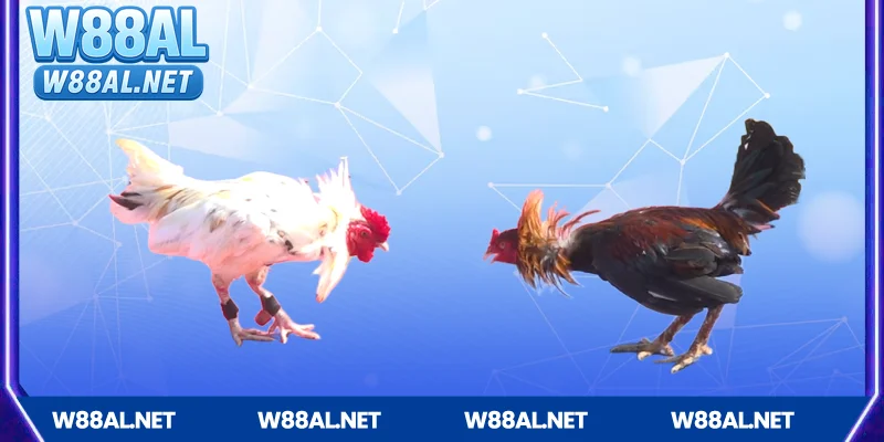 Điểm nổi bật khi chơi đá gà W88