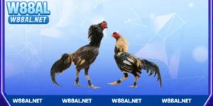 Giới thiệu về Đá gà Campuchia tại W88