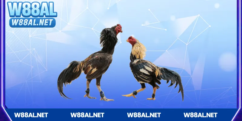Giới thiệu về Đá gà Campuchia tại W88