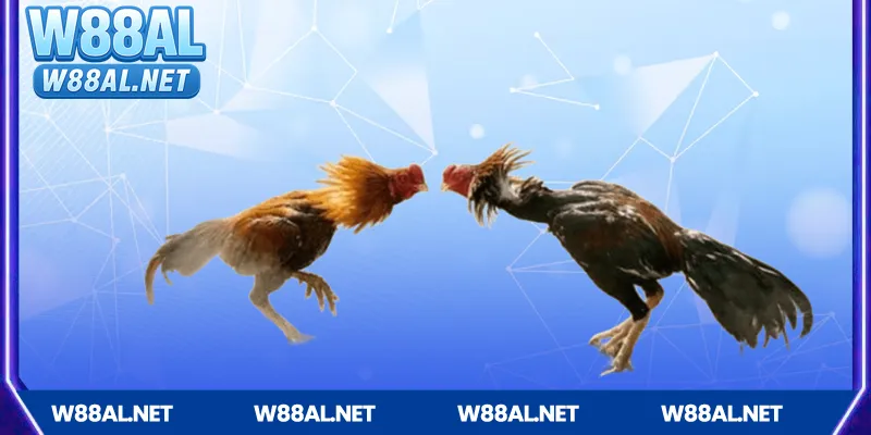 Mẹo cược Đá gà Campuchia hiệu quả