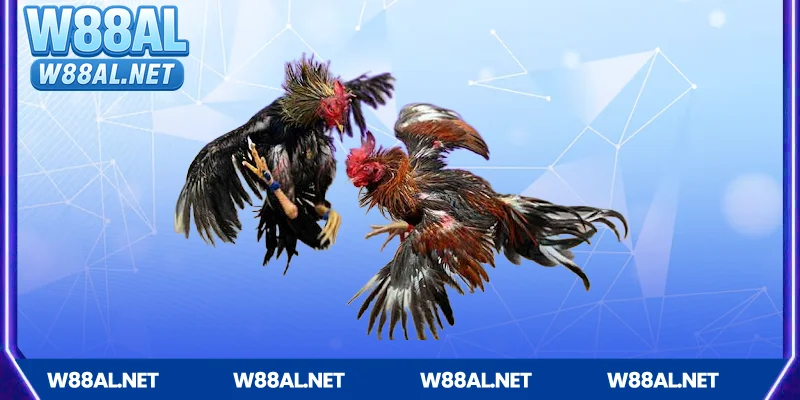 Mẹo cược đá gà W88 hiệu quả